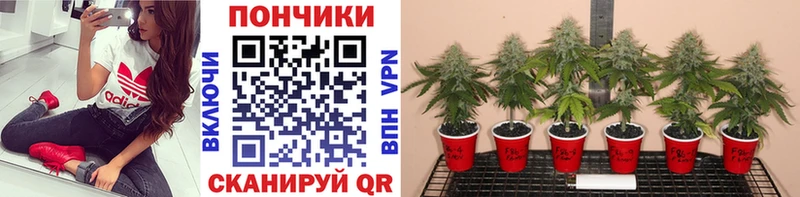 где можно купить   Буй  Марихуана план 